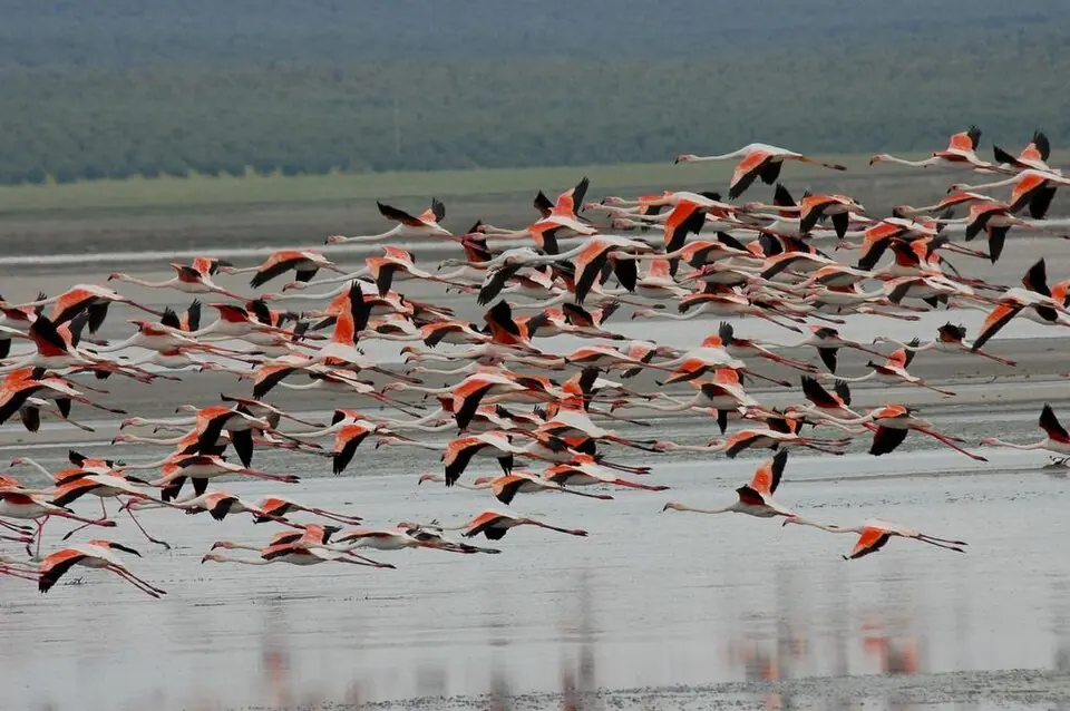 Flamencos en la Laguna de Fuente de Piedra.