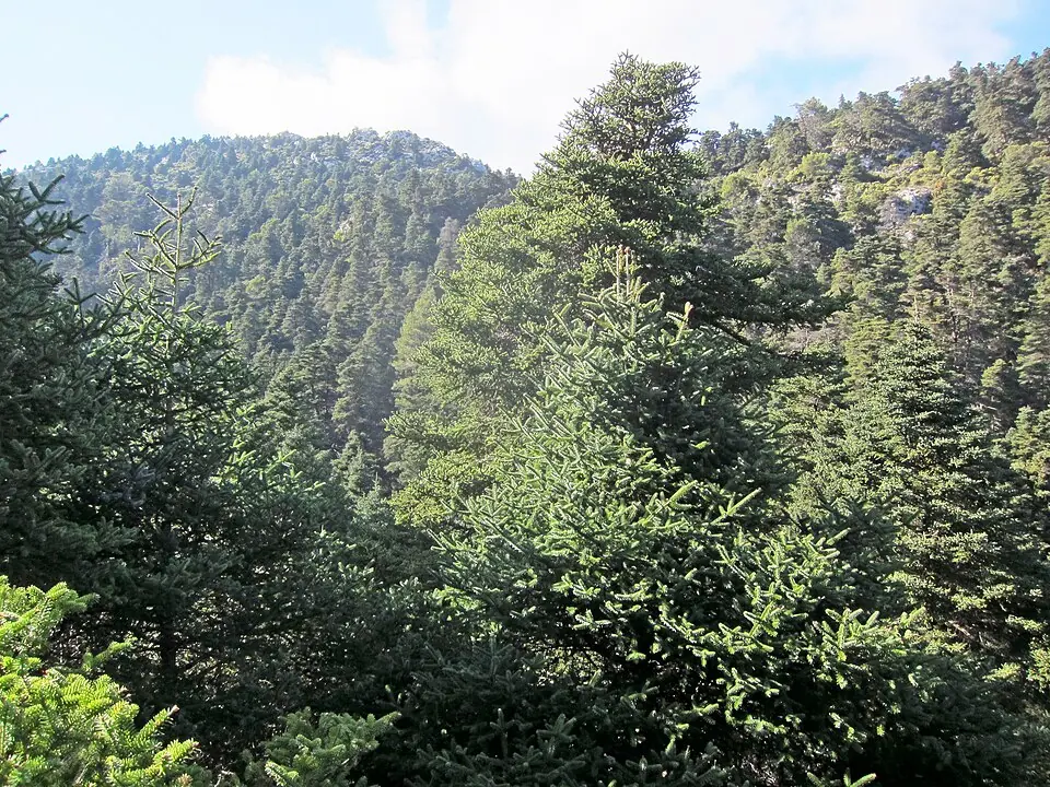 Sendero entre pinsapos en la Sierra de las Nieves.