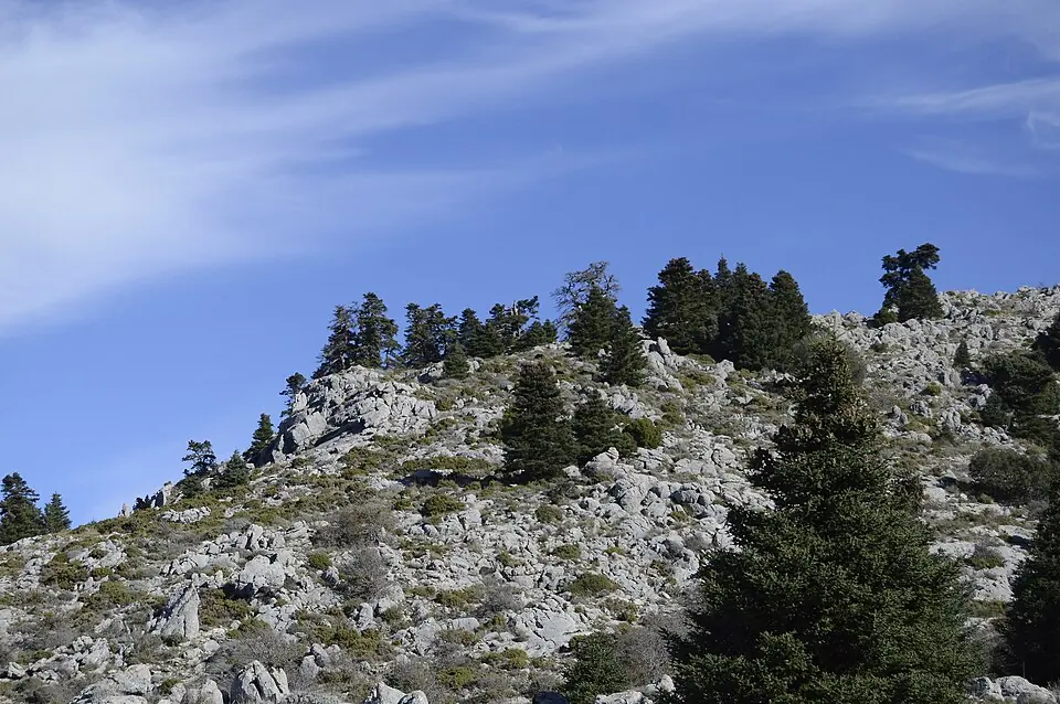 Pinsapos en la Sierra de las Nieves, el gran tesoro botánico del parque nacional.